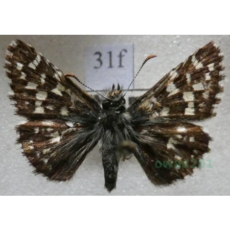 Pyrgus malvae (Linnaeus, 1758) Powszelatek malwowiec Czech31f